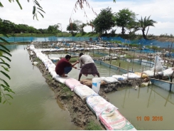 Aquaculture in action: reducing the need for feed