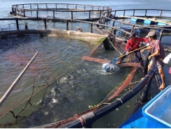 Farmers use advanced techniques to breed fish in cages