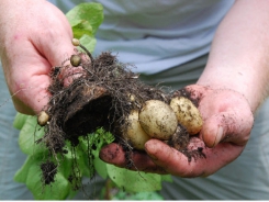 Start Growing Potatoes – Best Potato Growers Tips