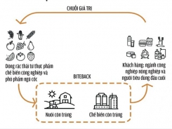 Nuôi sâu gạo thay thế dầu cọ