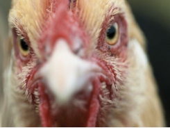 Single avian flu viral protein can increase period of infectivity