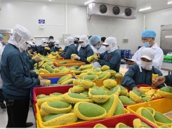 Vietnam sets low fruit export target due to China’s tighter control