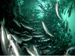 Fresh insights into salmon feeds