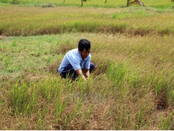 Canh tác lúa ứng phó hạn mặn