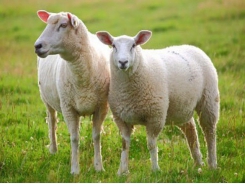 Giảm tỷ lệ thai chết lưu ở cừu nhờ vitamin E