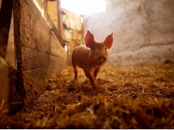 Algae-based β-glucan may provide gut, immune boost for piglets