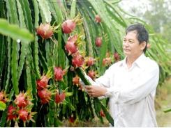 Bón phân cho thanh long ruột đỏ