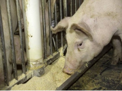 Pig nutrition study may prevent future PEDv outbreaks