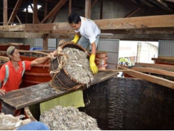 New standards could affect traditional methods of fish sauce production