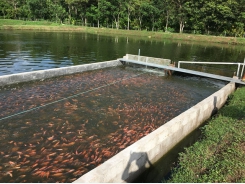 In-pond raceway culture of red tilapia