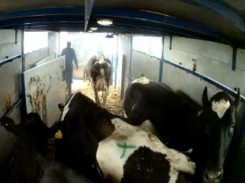 Transporting cull dairy cows may change animal well-being