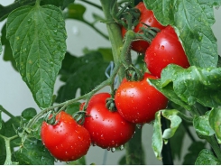 Tips for Growing Tomatos and Growing Tomato Plants