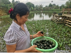 Hấp dẫn nghề nuôi ốc bươu đen ở Đô Lương