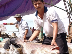 Mekong Delta fishermen earn high profits from bumper harvest