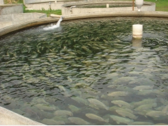 Water temperature in aquaculture