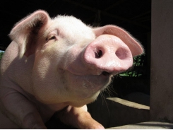 Sows under stress: Antioxidant supplement may help reproductive performance