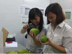 Vietnam exporters hope for good sales in US fruit market