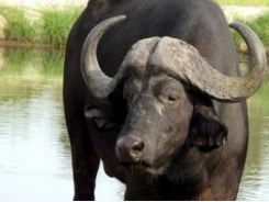 New high-quality reference genome published for water buffalo