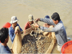 Quảng Ninh aims to become the north’s shrimp capital