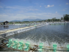 Giải pháp nuôi trồng thủy sản năm 2019 ở Quảng Ngãi