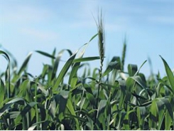 Optimising conservation farming with technology