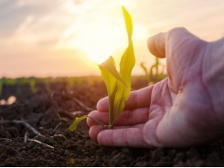 Study addresses key challenges in expanding the supply of organic grain in the US