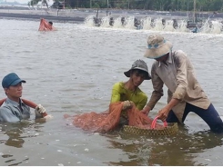 Nuôi tôm thẻ chân trắng an toàn trong vùng dịch