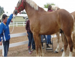 Mobile app updated to estimate horse bodyweight