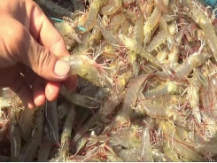 Shrimp export expects to face difficulties this year