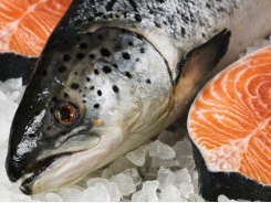 Salmon farmer replaces dietary fish oil with marine algae