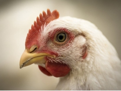 Lauric acid has potential to be used as AB alternative in poultry production