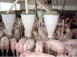 Methionine beyond protein synthesis in growing pigs