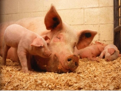 Can increased hydration save piglets and add pounds?
