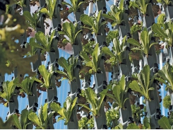 Vertical farming – less space, less water, higher yield