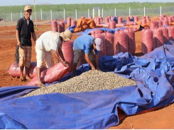 Cashew price to recover this year