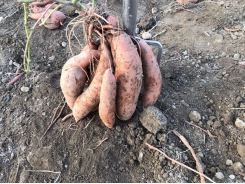 The future of sweet potatoes