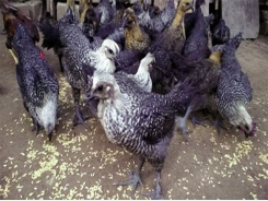 Tiềm năng sinh trưởng và chất lượng thịt của gà H’mông