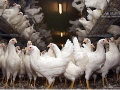 Kiểm soát ký sinh trùng gây bệnh trên gà
