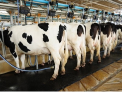 Dutch dairy sector comes in below phosphate reduction targets