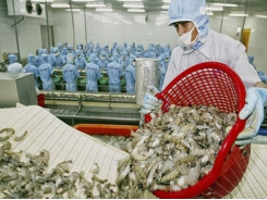 EU to be the first billion dollar market of Vietnam’s shrimps