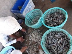 Việt Nam targets $4.2b in shrimp export value this year