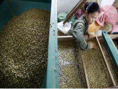 Vietnam coffee prices fall as drought continues; supplies build up in Indonesia