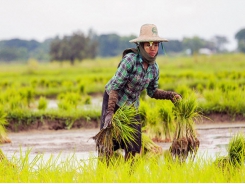 Rice farmers face stagnant sales, lower prices