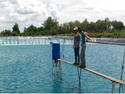 Study backs biofloc benefits in shrimp production