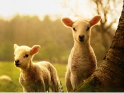 Sheep with higher vitamin D levels give birth to heavier lambs