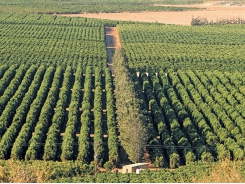 How a family citrus farm became a mega business