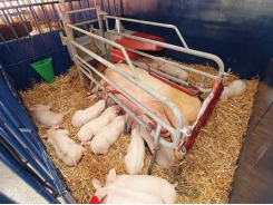 How sow nutrition impacts gestation, milk production