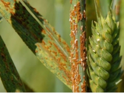 New gene cloning method may speed development of rust-resistant crops