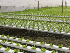 Greenhouse production in SA – learning from Europe