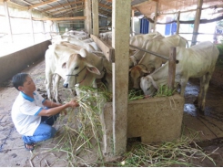 Mô hình nuôi bò mang lại hiệu quả kinh tế tại Đồng Tháp